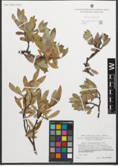 Foto von Salix glaucosericea Flod.